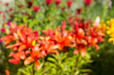 Arka plan kavramı, soyut doku yeşil ve kırmızı çiçek bulanık..