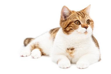 İngiliz Kedisi beyaz arka planda izole bir şekilde yatıyor. Shorthair Cat beyaz ve turuncu çizgileri ile önde yatıyor, kameranın sağına bakıyor