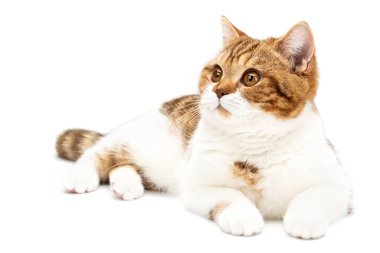 İngiliz Kedisi beyaz arka planda izole bir şekilde yatıyor. Genç Shortair Kedi yalan söylüyor, beyaz ve turuncu çizgili ön manzara, kameranın soluna bakıyor güzel, büyük gözleri var.