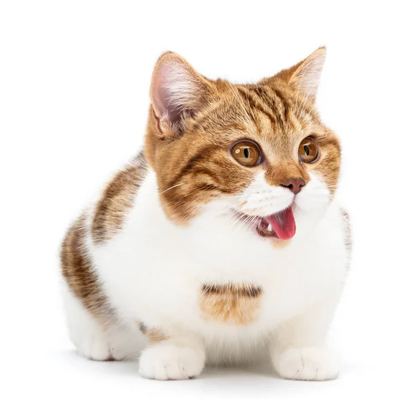 白地に口を開けたまま横になっているイギリス猫。若い面白い猫座って右と右から上の美しいかわいい大きな目とショーの舌,フロントビュー — ストック写真