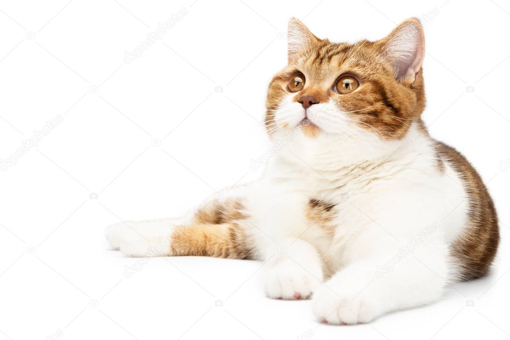 British Cat lying isolated on white background. Young shorthair Cat lying, front view with white and orange color stripes, looks up with beautiful cute big eyes