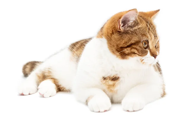 Gatto britannico disteso isolato su sfondo bianco. Shorthair Cat sdraiato vista frontale con strisce di colore bianco e arancione, guarda a destra della fotocamera — Foto Stock