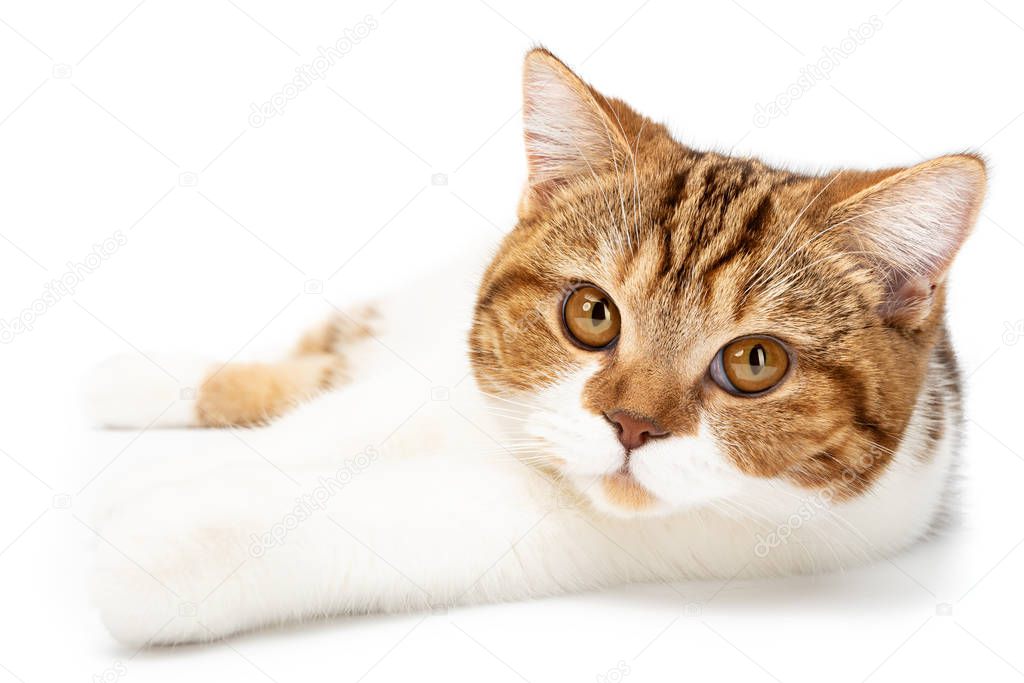 British Cat lying isolated on white background. Young shorthair Cat lying, front view with white and orange color stripes, looks directly into camera with beautiful cute big eyes