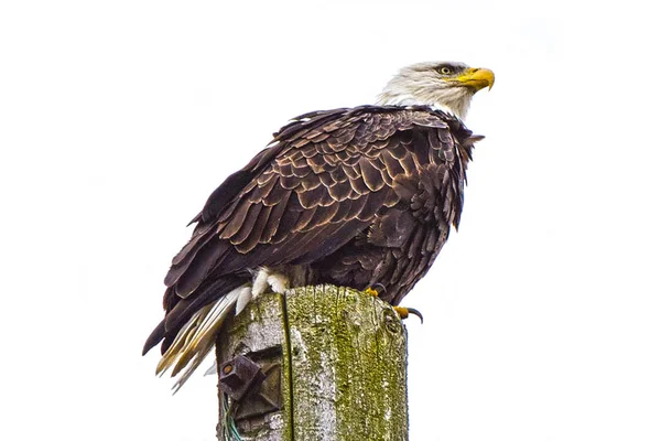 Pássaro de águia careca — Fotografia de Stock