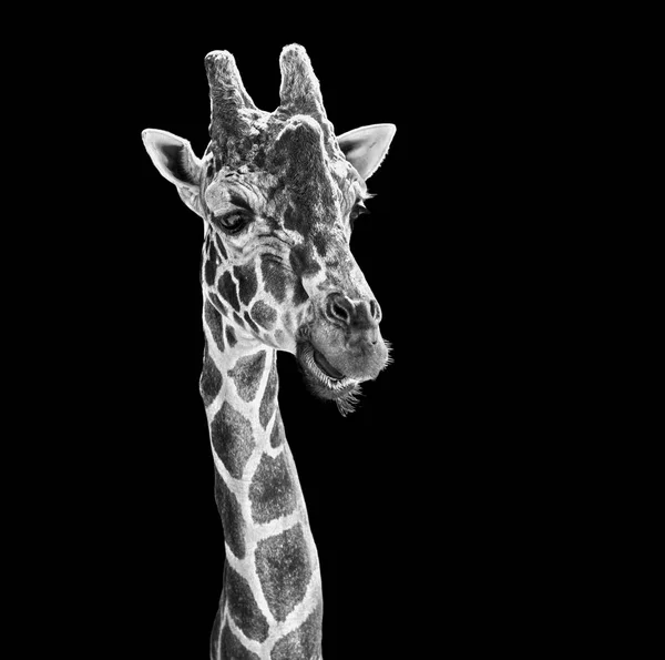Жираф изобразительное искусство — стоковое фото