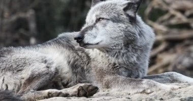 Uluyan ve güneşin altında döşeme ahşap wolfs