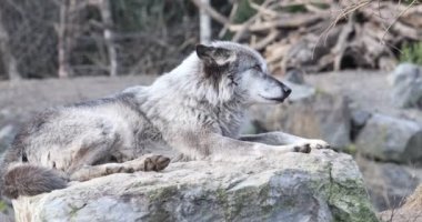 Uluyan ve güneşin altında döşeme ahşap wolfs