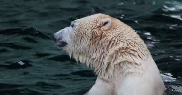 Polar Bear Eating Water — Stock Video