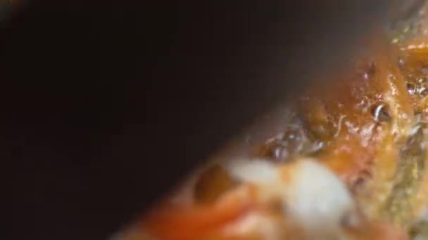 Macro schot Wok roer en bak groenten met Bulgaarse peper, wortel, ui 2 — Stockvideo