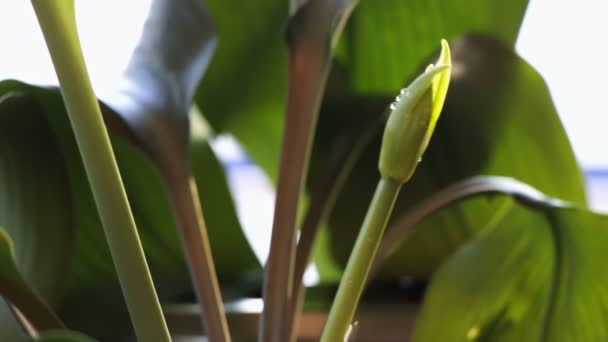 Goteo de agua en la planta — Vídeo de stock