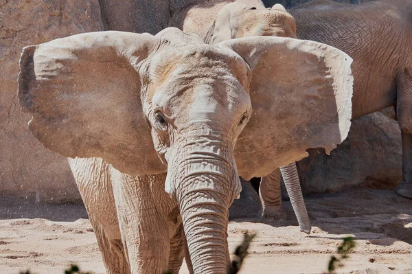 The attack of the elephant — Stock Photo, Image