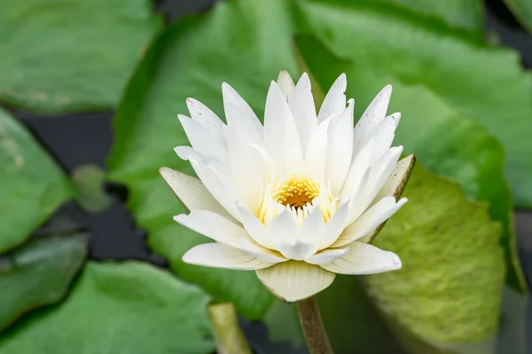 白花を咲かせる蓮と睡蓮の池 ストック写真