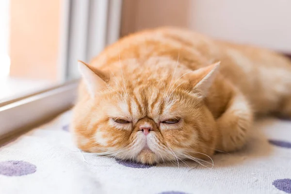 Braune exotische Kurzhaarkatze, im Vordergrund fokussiert — Stockfoto