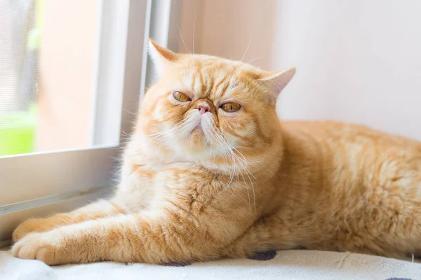 Brown Gato exótico de taquigrafía, enfocado en primer plano — Foto de Stock