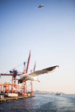 Martı mavi gökyüzünde uçuyor
