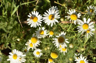 Arılar üzerinde papatya
