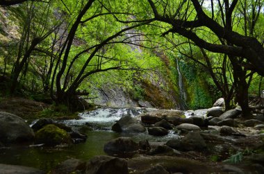 Arılar üzerinde papatya