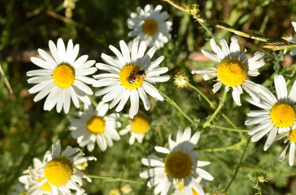 데이지, 꿀벌 — 스톡 사진