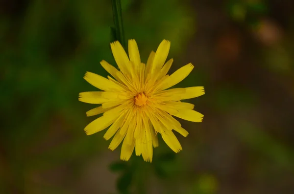 Yellow daisy in the middle of the dark forest — Stock Fotó