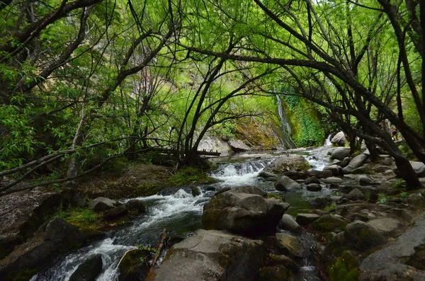 Arılar üzerinde papatya