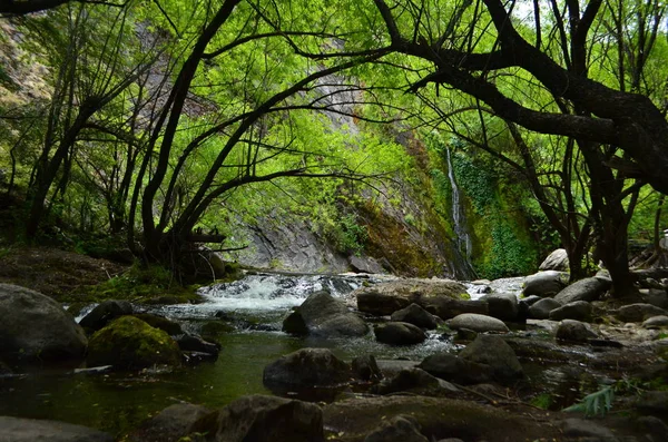 Arılar üzerinde papatya