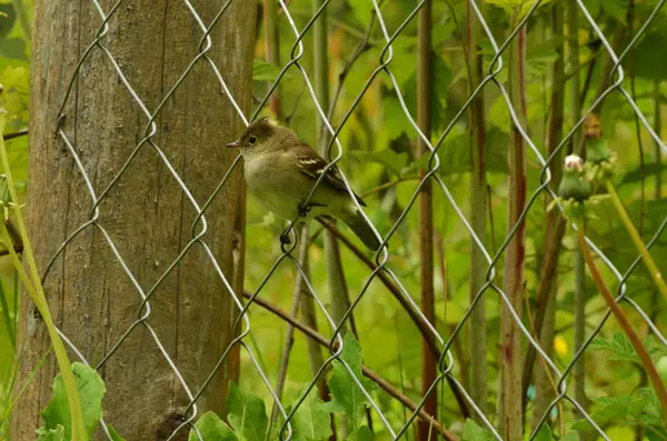 Niedlicher kleiner Vogel sitzt auf einem Zaun — Stockfoto