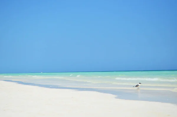 Caribbean sahil martı ayakta — Stok fotoğraf