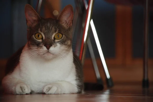 Lindo gato escondido debajo de la mesa — Foto de Stock