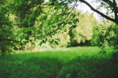 Bokeh arkaplanındaki ağaçların canlı yaprakları
