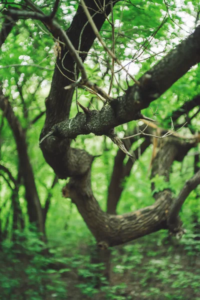 Krásná Spirála Kmen Stromu Pozadí Bokeh Bohaté Zeleně — Stock fotografie