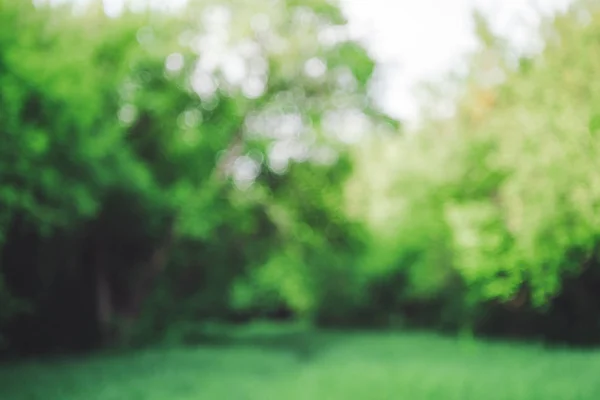 Bokeh arkaplanındaki ağaçların canlı yaprakları