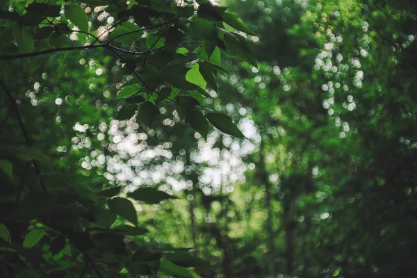 Яркие Листья Деревьев Боке Фоне — стоковое фото