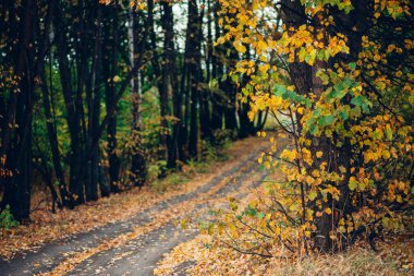 Çok renkli yaprakları olan harika sonbahar manzarası