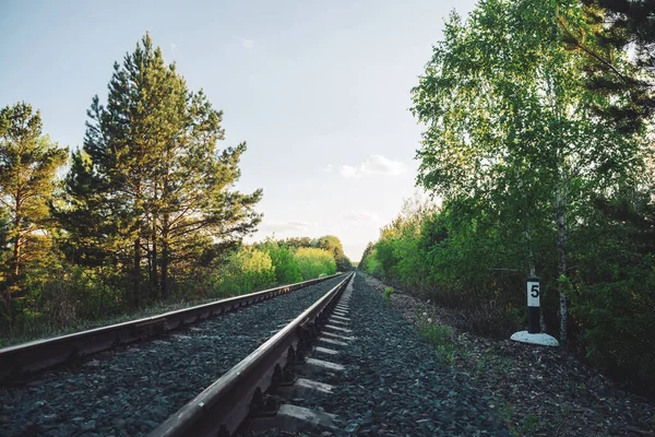 Orman Boyunca Demiryolu Manzarası Demiryolu Üzerinde Yolculuk — Stok fotoğraf