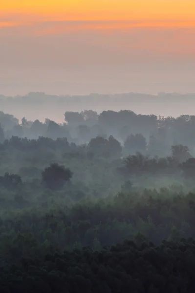 Містичний Вид Зверху Ліс Під Туманом Рано Вранці — стокове фото