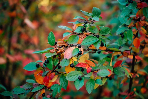 Bearberry Struik Met Herfstbladeren Bij Zonsondergang Close — Stockfoto