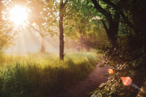 Scenic Napsütéses Természetes Zöld Háttér Lencse Lángol Gyönyörű Leveleken — Stock Fotó