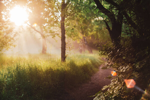 Scenic sunny natural green background. Lens flare on beautiful leaves.