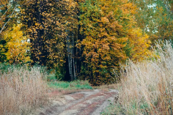 Wspaniały Jesienny Krajobraz Wielobarwnymi Liśćmi — Zdjęcie stockowe