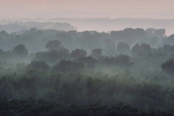 Mystieke Uitzicht Vanaf Top Bos Onder Haze Vroege Ochtend — Stockfoto