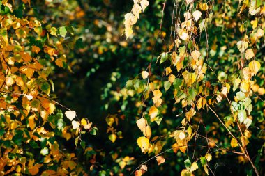 Autumn leaves of birch tree close-up. Fall natural background of yellow orange green foliage. Scenic nature backdrop of birch. Multicolor autumn leafage tree. Colorful variegated foliage in sunlight.