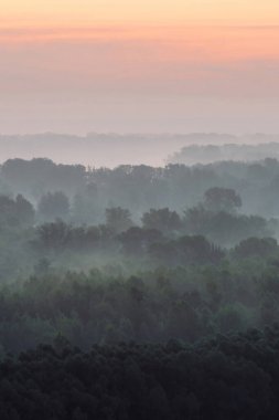 Sabahın erken saatlerinde sis altında ormanın tepesinden mistik bir manzara. Şafak öncesi gökyüzünün altında taiga ağaç siluetleri katmanları arasında ürkütücü sis. Görkemli doğanın sabah atmosferik minimalist manzara.