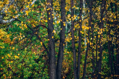 Çok renkli yaprakları olan harika bir sonbahar geçmişi var. Ağaçların üzerine düşen yapraklar. Sarı turuncu yapraklar. Altai 'de güzel bir sonbahar. Düşen yapraklarla dolu renkli bir sonbahar ormanı. Resimli arkaplan.