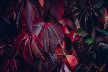 Sonbaharda kırmızı yeşil yaprak çiti. Partenosissus henryana 'nın kırmızı yeşil çiti. Kızsal üzümlerin doğal arka planı. Partenosissus inserta 'nın çiçek dokusu. Zengin bitki örtüsü. Botanik bahçesindeki bitkiler.