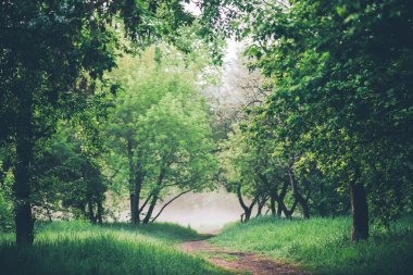 Güzel yemyeşil yapraklı atmosferik manzara. Sabahın erken saatlerinde parktaki ağaçların altındaki patika. Yeşil çimenlerin arasında yol ve soluk tonlarda yapraklar. Doğanın yeşil arkaplanı.