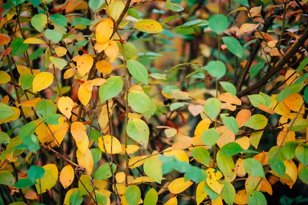 Herfst Achtergrond Van Cotoneaster Gebladerte Bearberry Struik Met Herfst Bladeren — Stockfoto