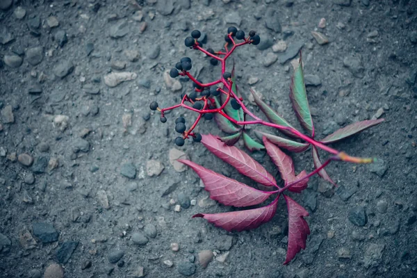 Sonbaharda Yolda Güzel Bir Üzüm Dalı Sonbaharda Asfalta Düşen Küçük — Stok fotoğraf