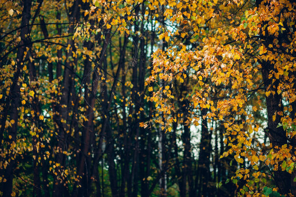 Прекрасный осенний фон с разноцветными листьями. Живописная осенняя листва на деревьях. Желтая оранжевая листовка. Прекрасная золотая осень на Алтае. Красочный осенний лес с опавшими листьями. Живописный фон
.