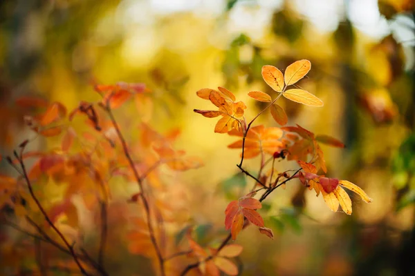 犬の枝は日没に上がった 黄金の時間の風景秋の豊かな植物 多色のボケの植物では 日の出に色鮮やかな葉が太陽の光の下で自然の背景 秋晴れの自然背景 — ストック写真