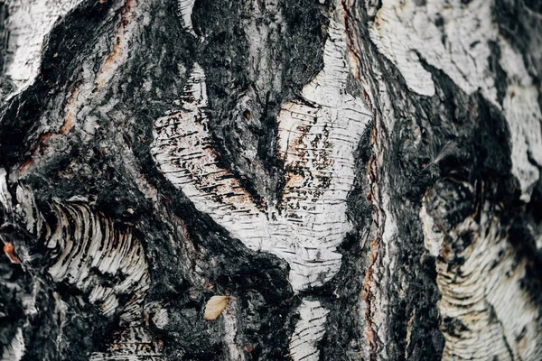 Белый Фон Березовой Коры Крупным Планом Плоскость Березового Ствола Дерево — стоковое фото